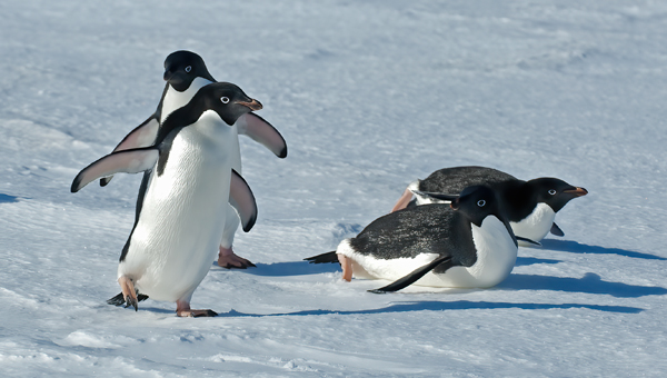 Adelie_Penguin_07_Antarctica_063