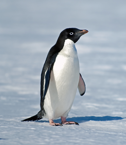 Adelie_Penguin_07_Antarctica_067
