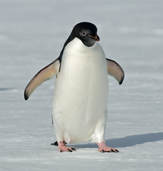 Adelie_Penguin_07_Antarctica_082