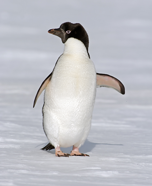 Adelie_Penguin_07_Antarctica_088
