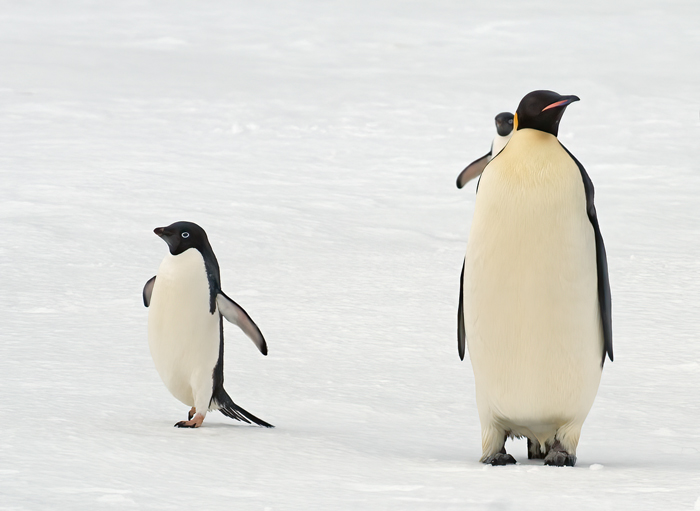 Adelie_Penguin_07_Antarctica_096