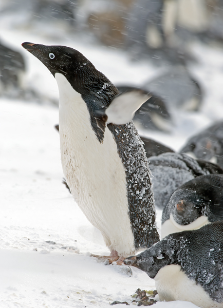 Adelie_Penguin_07_Antarctica_156