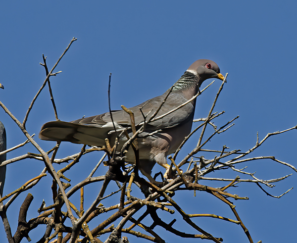 Band_tailed_Pigeon_14_CA_002