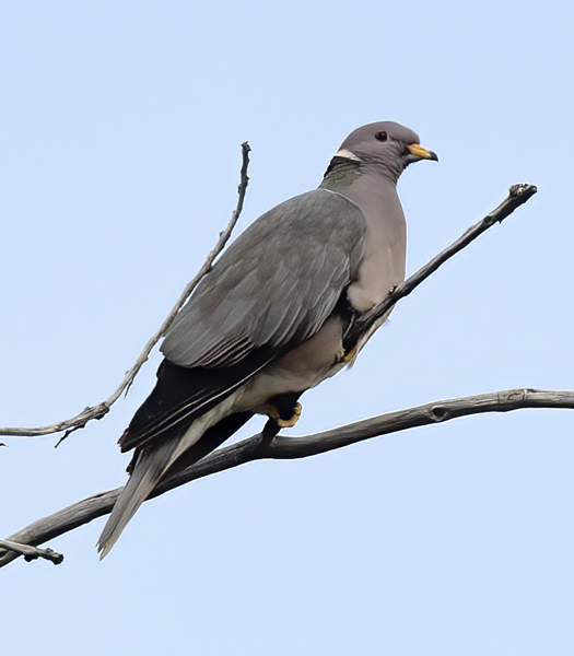 Band_tailed_Pigeon_14_CA_007