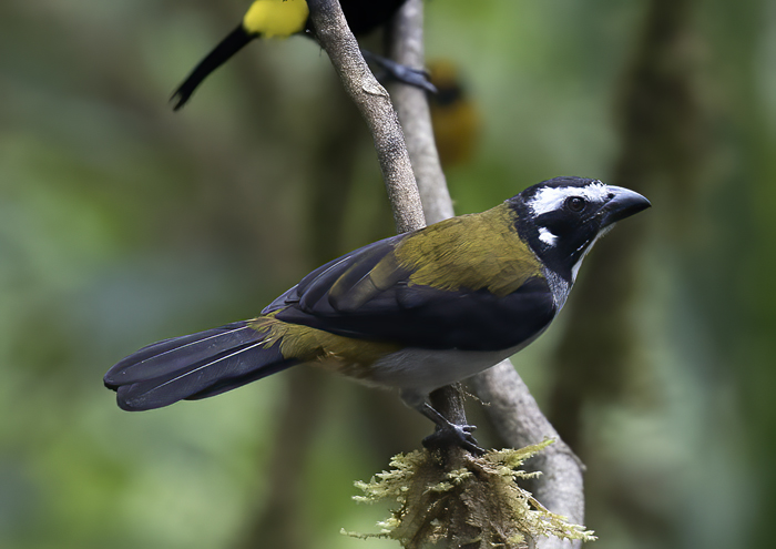 Black-winged_Saltator_18_Ecuador_004