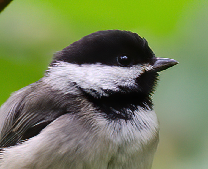 Black_Capped_Chickadee_13_OR_001