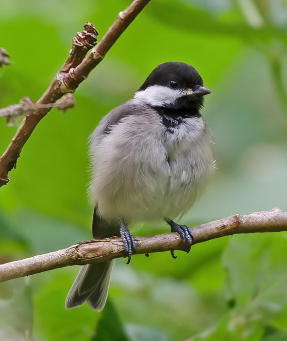 Black_Capped_Chickadee_13_OR_005