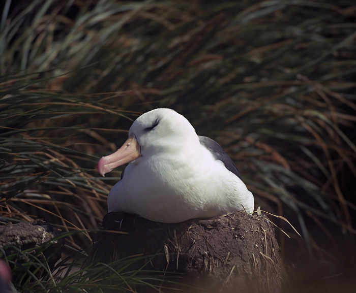 Black_browed_Albatross_98_Falklands_001