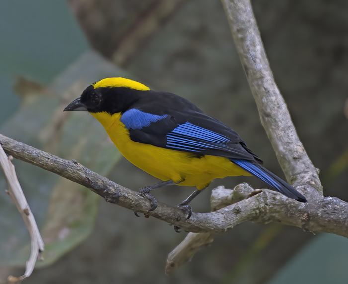 Blue-winged_Mountain-tanager_18_Ecuador_001