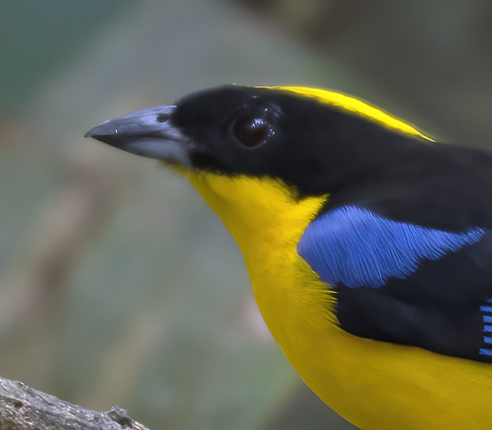 Blue-winged_Mountain-tanager_18_Ecuador_002