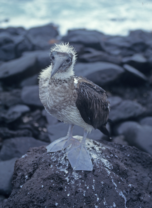 Blue_footed_Booby_97_Galapagos_002