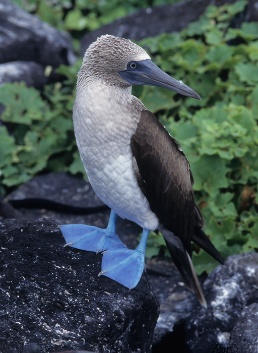 Blue_footed_Booby_97_Galapagos_014