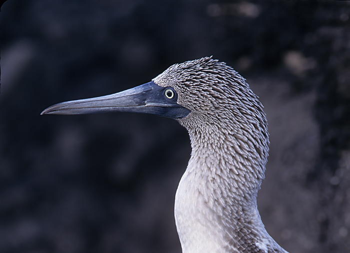 Blue_footed_Booby_97_Galapagos_016