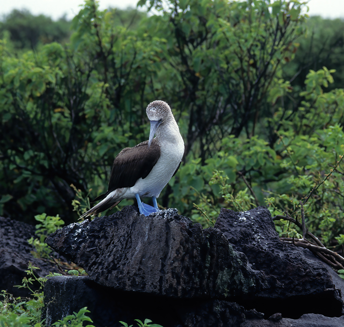 Blue_footed_Booby_97_Galapagos_017