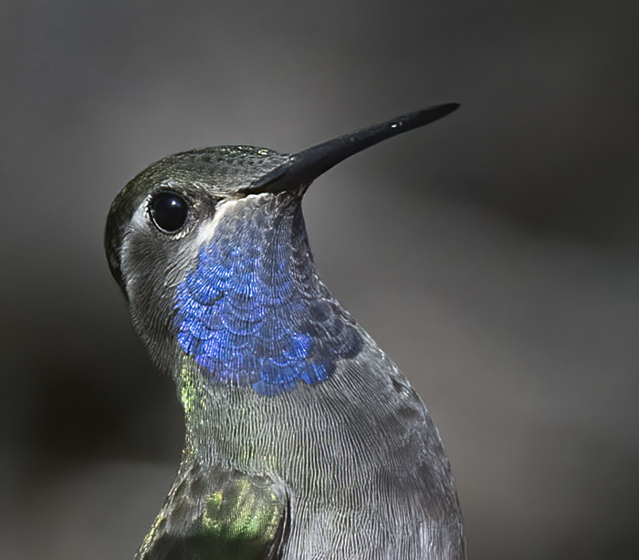Blue_throated_Hummingbird_15_AZ_037