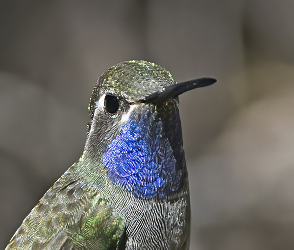 Blue_throated_Hummingbird_15_AZ_048
