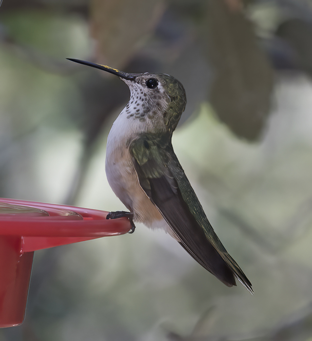 Broad-tailed_Hummingbird_18_AZ_007
