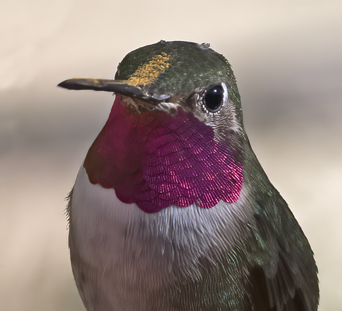 Broad-tailed_Hummingbird_18_AZ_012