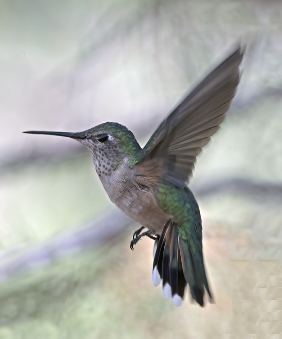 Broad-tailed_Hummingbird_18_AZ_024