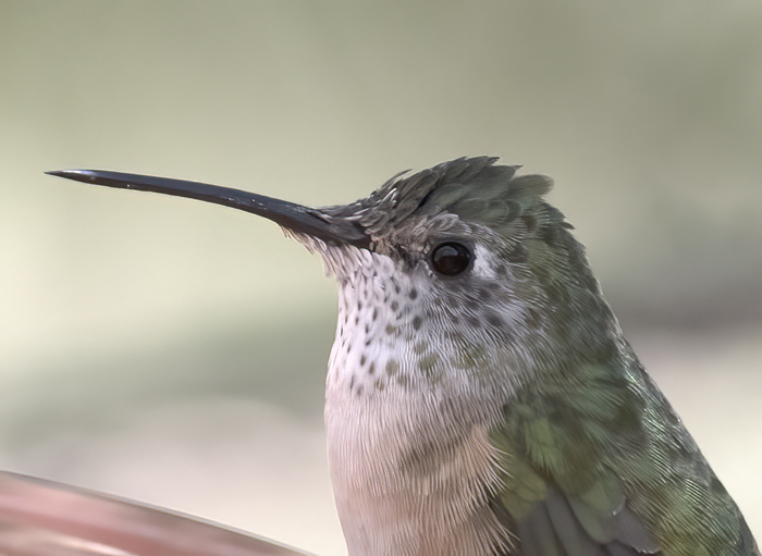 Broad-tailed_Hummingbird_18_AZ_028