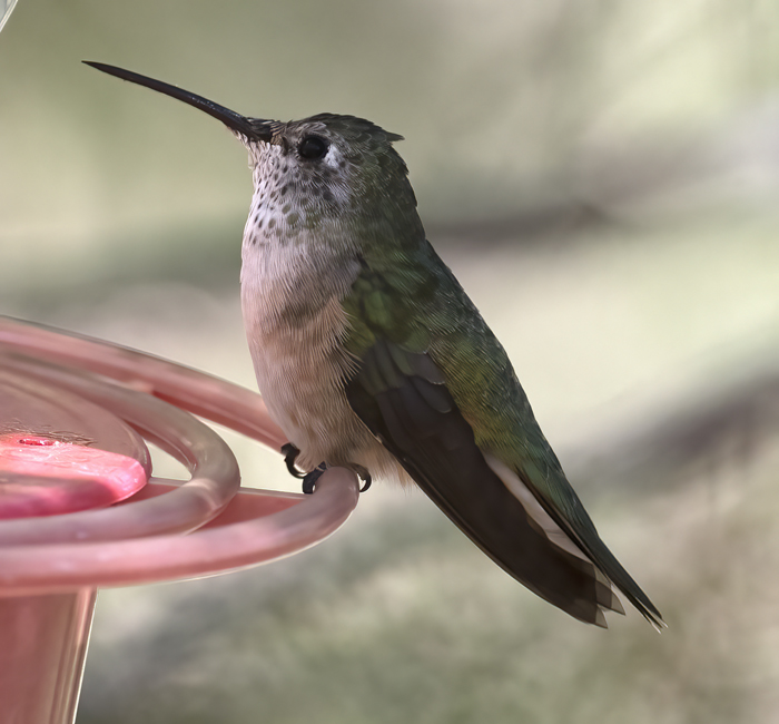 Broad-tailed_Hummingbird_18_AZ_030