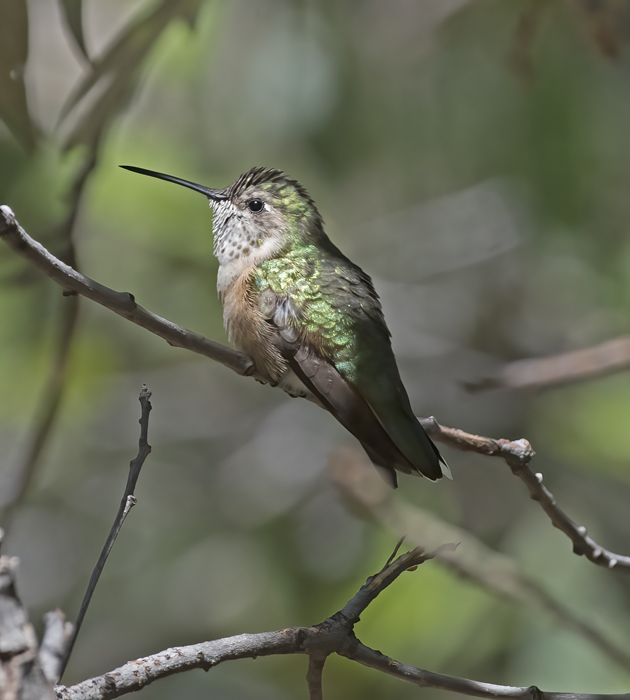 Broad-tailed_Hummingbird_18_AZ_031