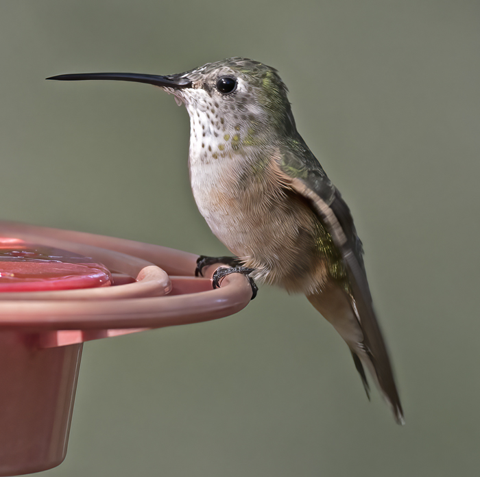 Broad-tailed_Hummingbird_18_AZ_033
