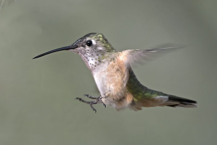 Broad-tailed_Hummingbird_18_AZ_035
