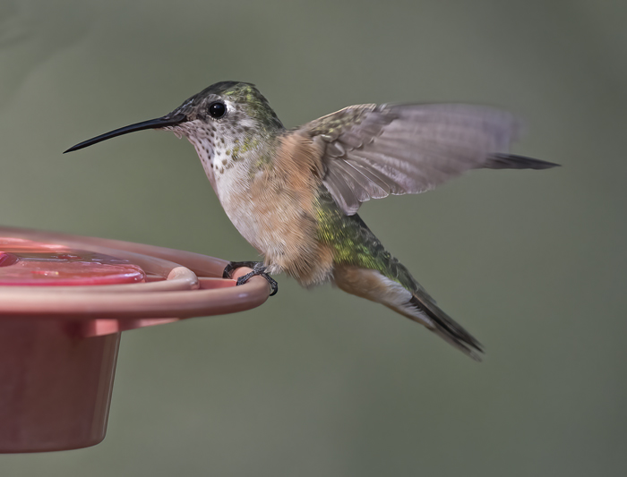 Broad-tailed_Hummingbird_18_AZ_036