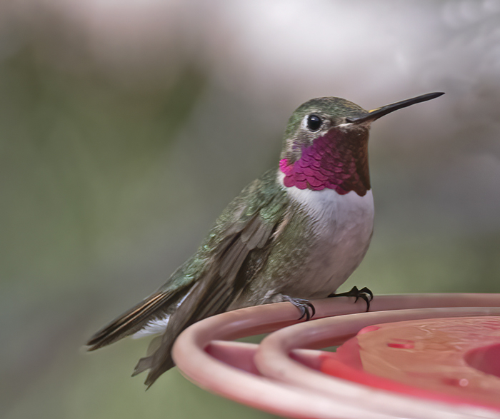 Broad-tailed_Hummingbird_18_AZ_039