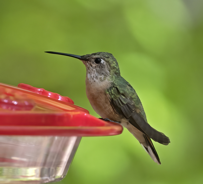 Broad-tailed_Hummingbird_18_AZ_043
