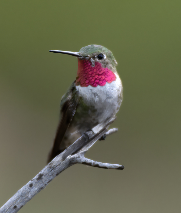 Broad-tailed_Hummingbird_18_AZ_076