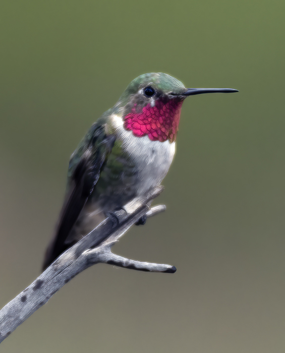 Broad-tailed_Hummingbird_18_AZ_081