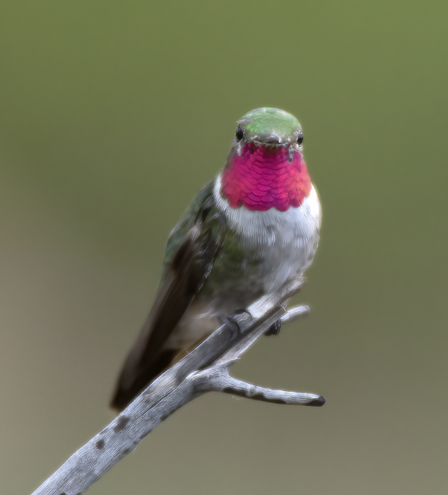 Broad-tailed_Hummingbird_18_AZ_082