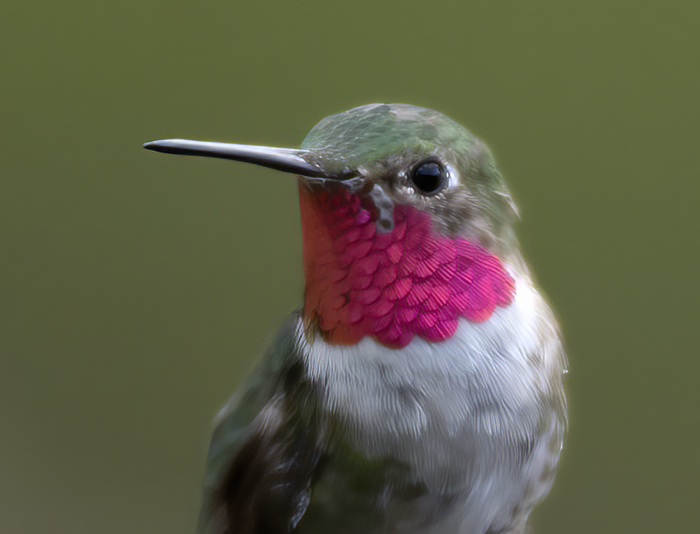 Broad-tailed_Hummingbird_18_AZ_086