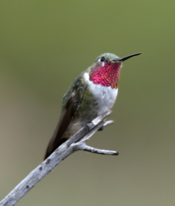 Broad-tailed_Hummingbird_18_AZ_088