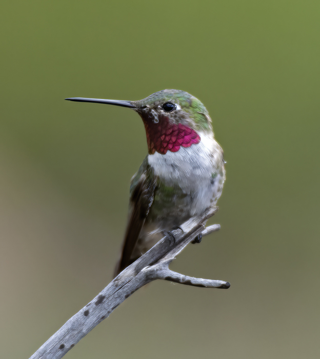 Broad-tailed_Hummingbird_18_AZ_094