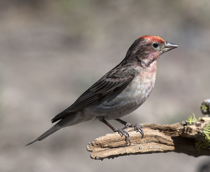 Cassins_Finch_17_OR_001