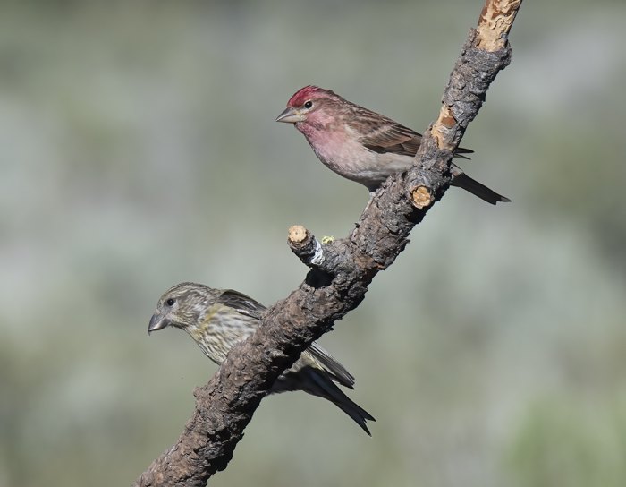 Cassins_Finch_17_OR_020