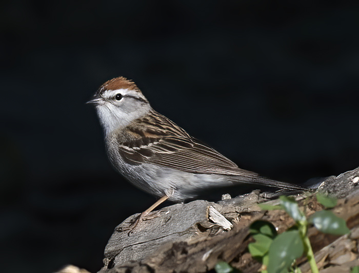 Chipping_Sparrow_16_CA_001