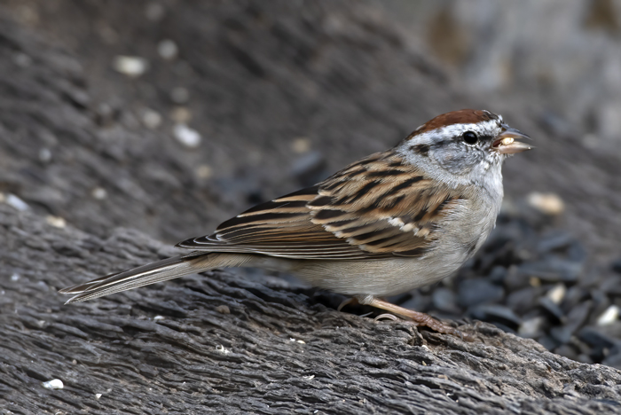 Chipping_Sparrow_19_TX_010
