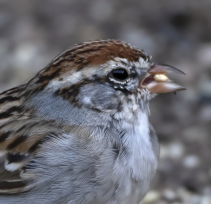 Chipping_Sparrow_19_TX_025