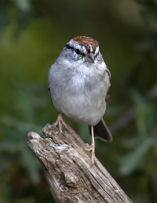 Chipping_Sparrow_19_TX_028