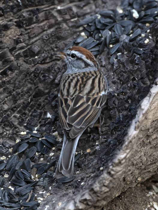 Chipping_Sparrow_19_TX_031