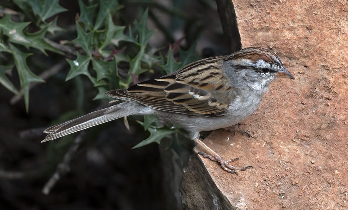 Chipping_Sparrow_19_TX_042
