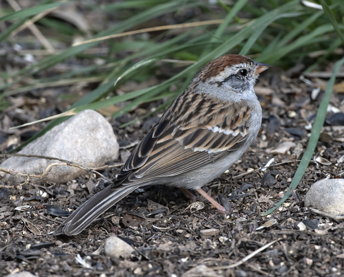 Chipping_Sparrow_19_TX_046