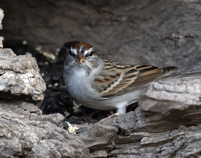 Chipping_Sparrow_19_TX_049