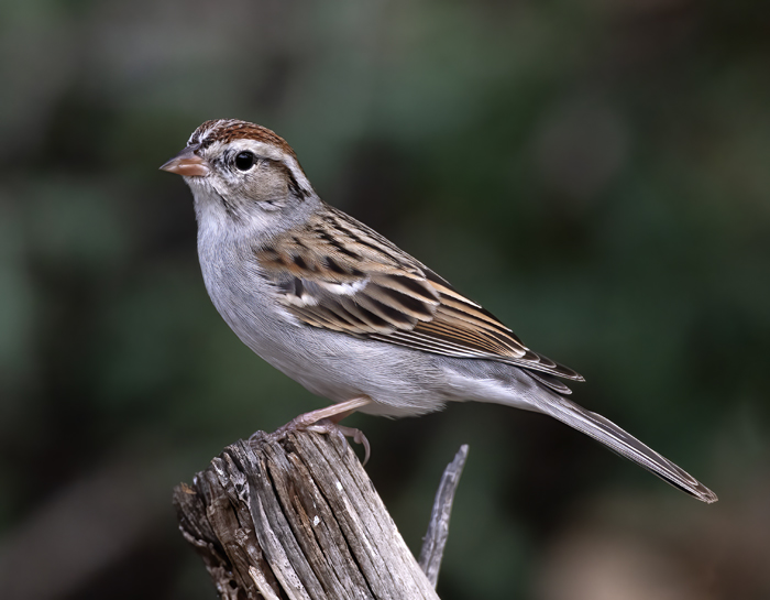 Chipping_Sparrow_19_TX_054