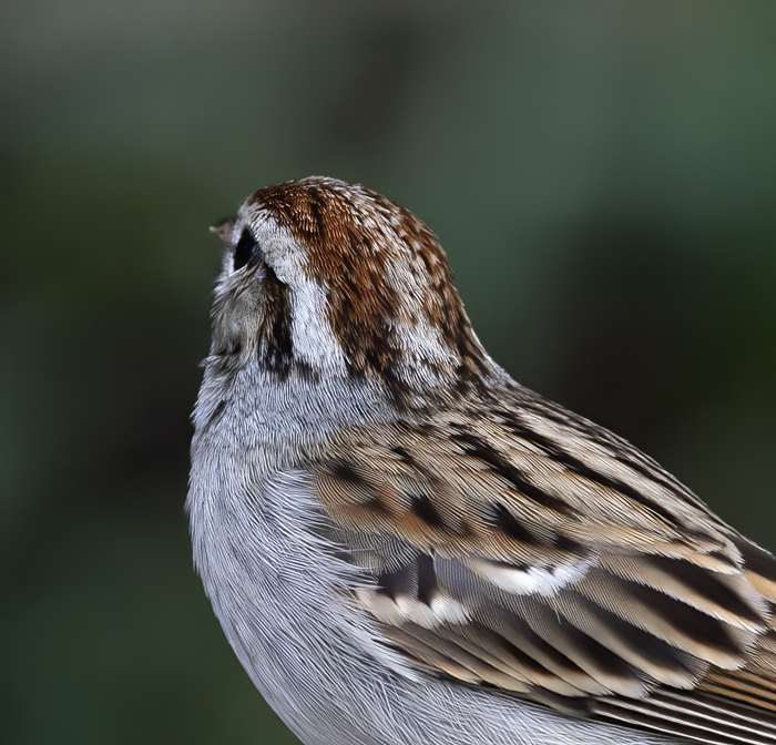 Chipping_Sparrow_19_TX_055
