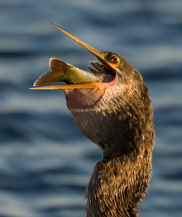 Doubled_crested_Cormorant_09_FL_0152